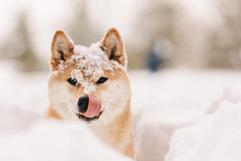 good-dog-on-winter-walk-licked-dog-in-the-snow-2-2