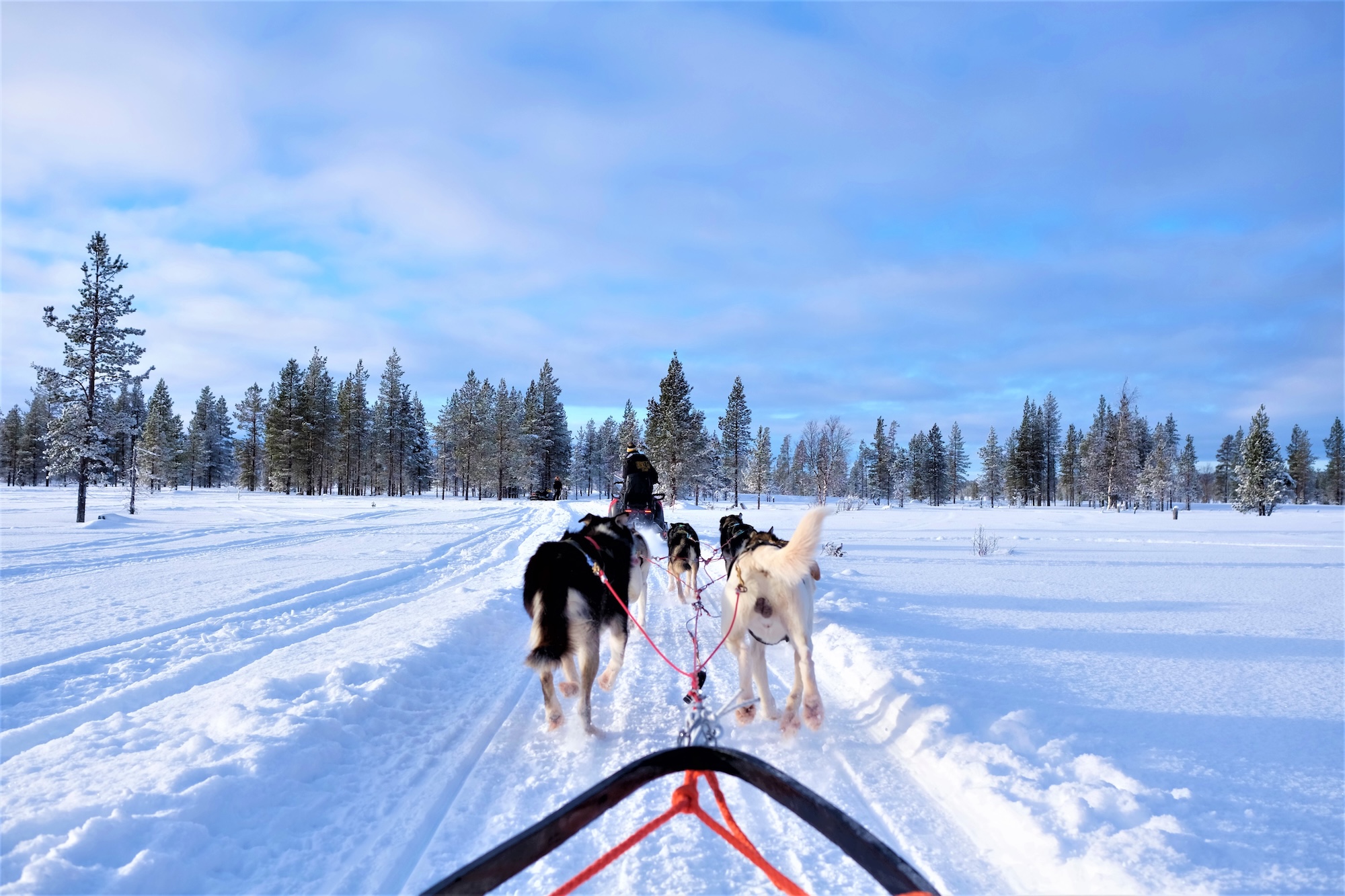 The,Husky,Safari,Activity,At,Lapland,Finland