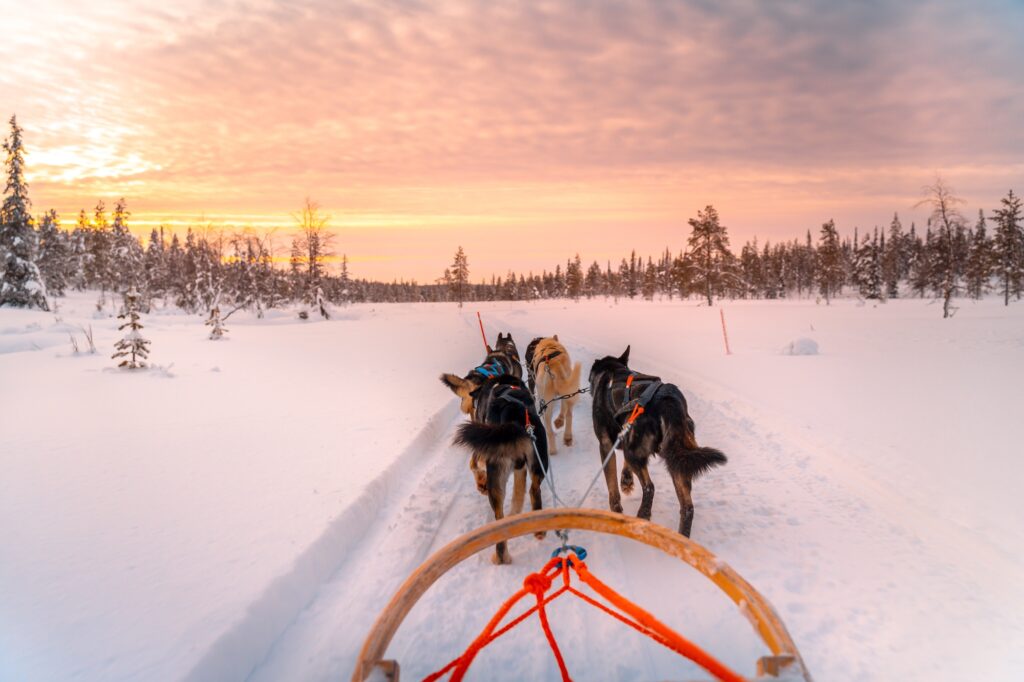 Huskysafari