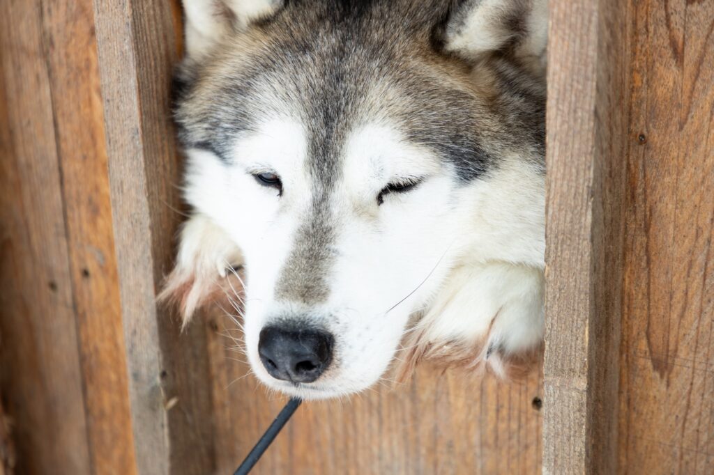 Husky