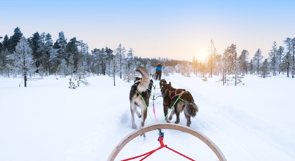 dogsleddinginsnowywinterforestfinlandlapland